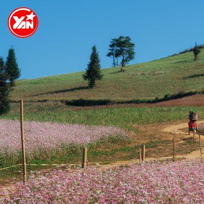 yan.vn - tin sao, ngôi sao - Check in thảo nguyên Suôi Thầu, vùng đất cổ tích tựa châu Âu thu nhỏ